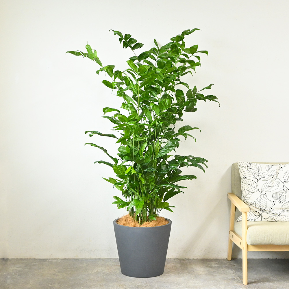 高性チャメドレア