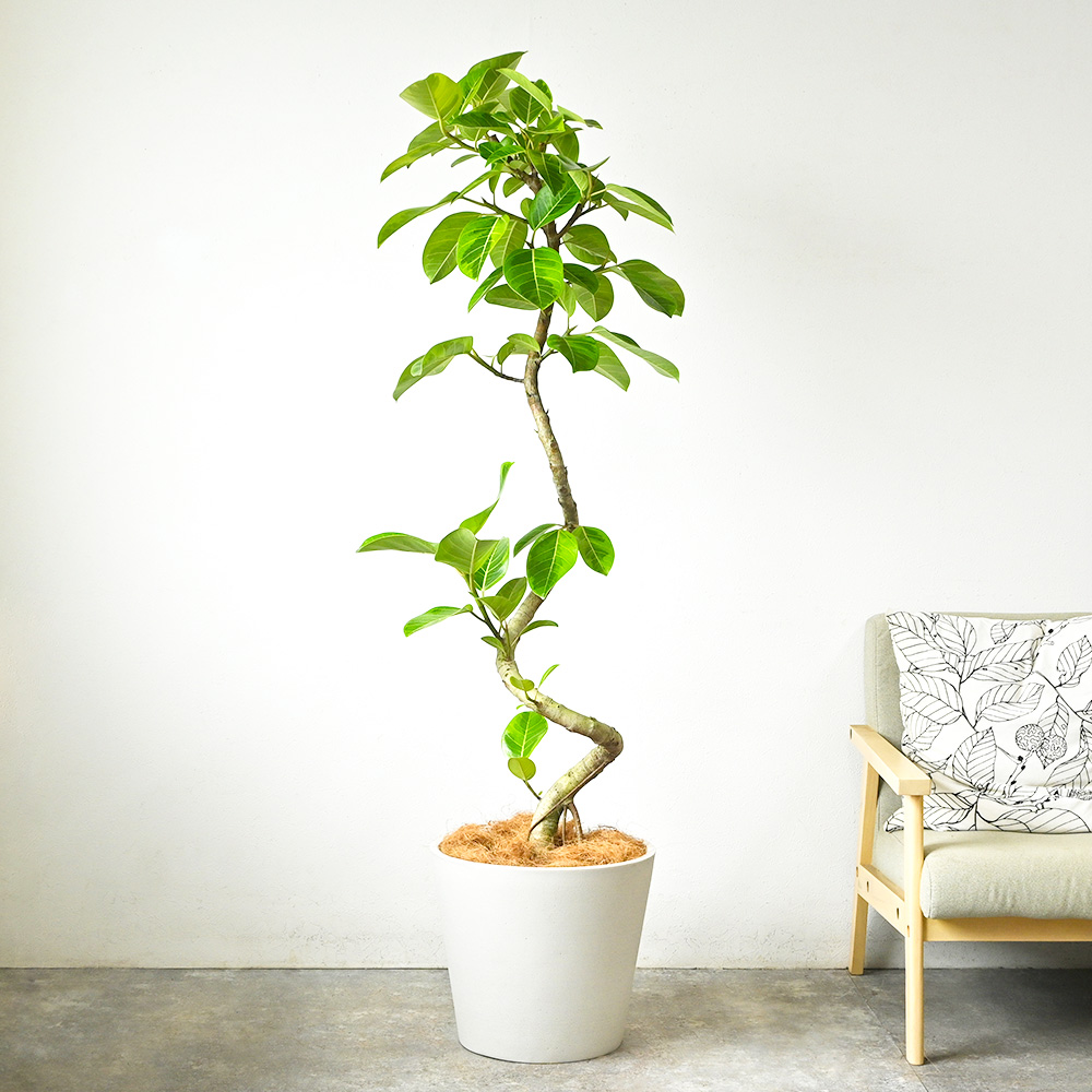 フィカス・ベンガレンシス