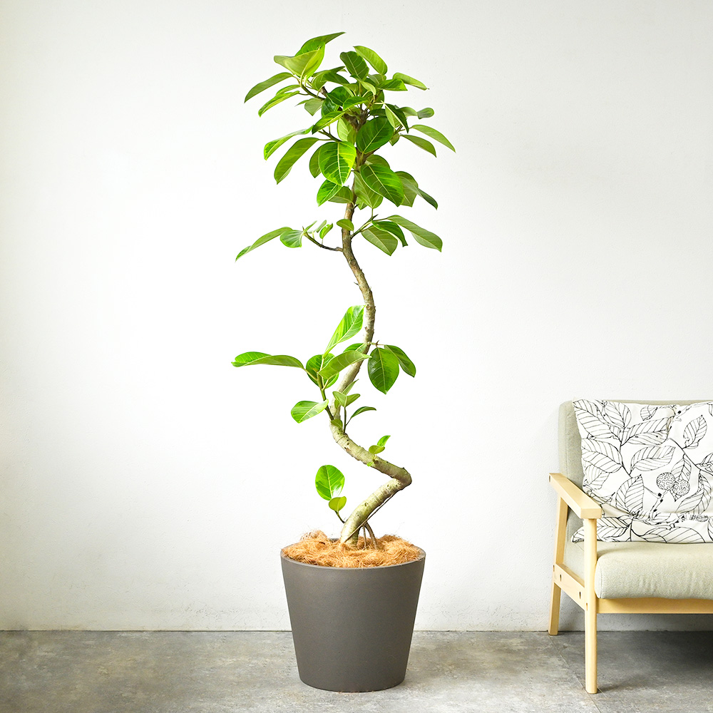 フィカス・ベンガレンシス