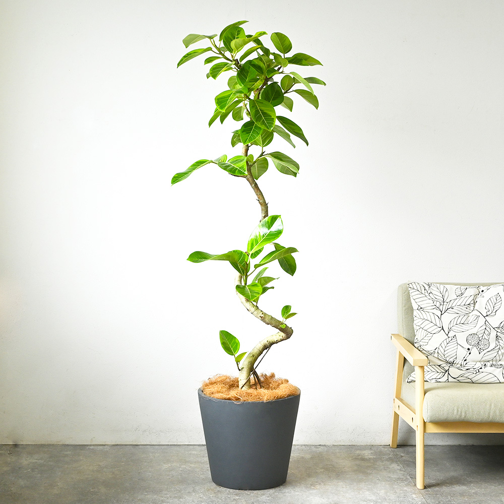 フィカス・ベンガレンシス