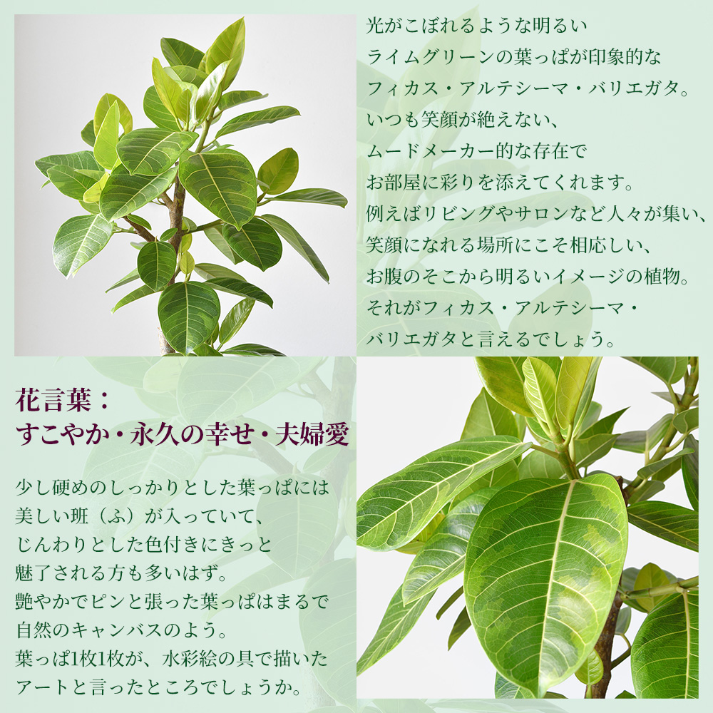 フィカス・ベンガレンシス