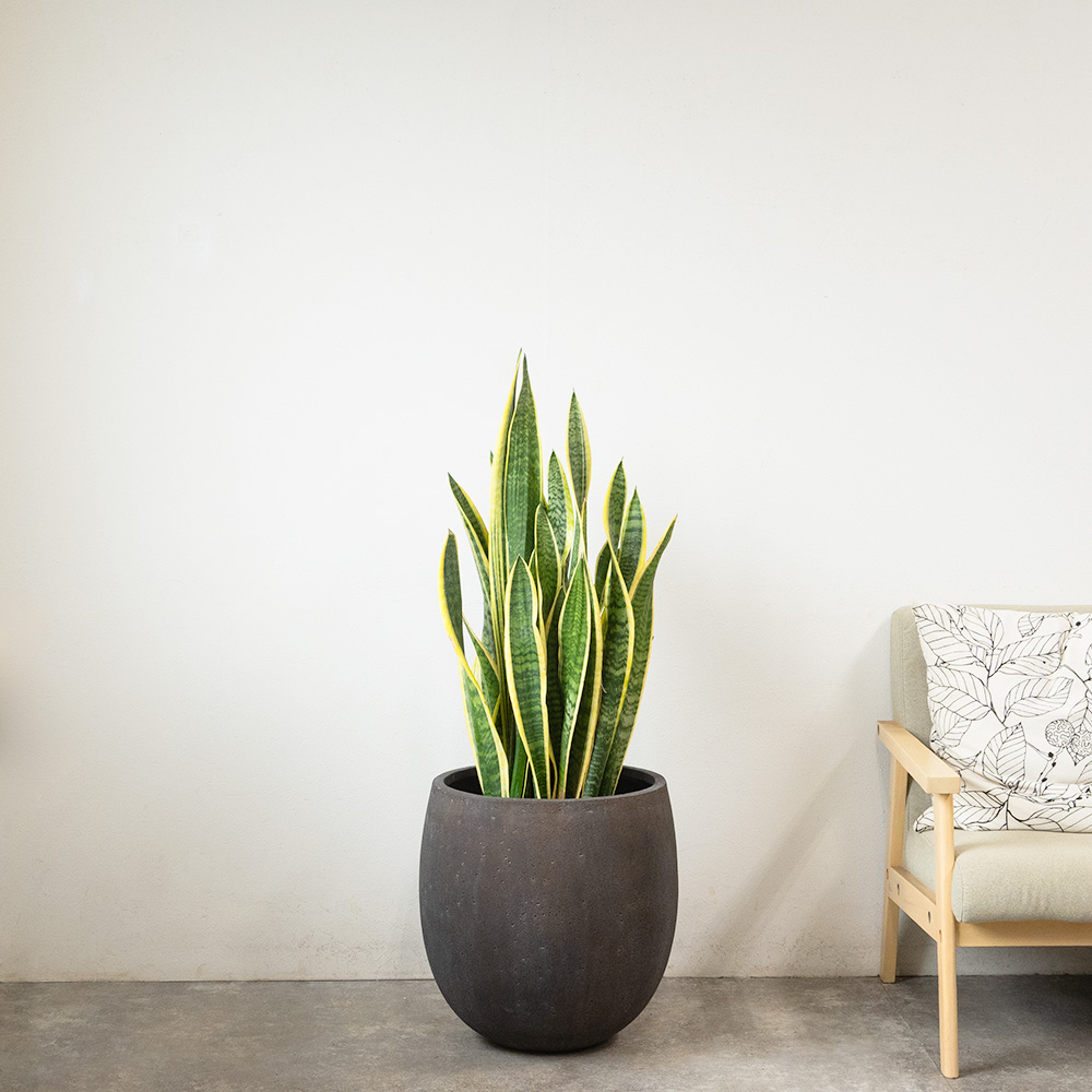 サンスベリア・ローレンティー