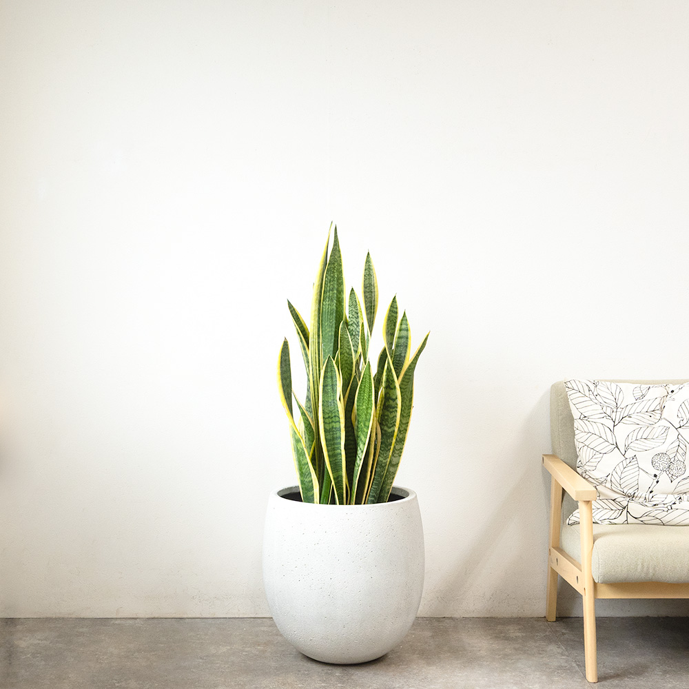 サンスベリア・ローレンティー