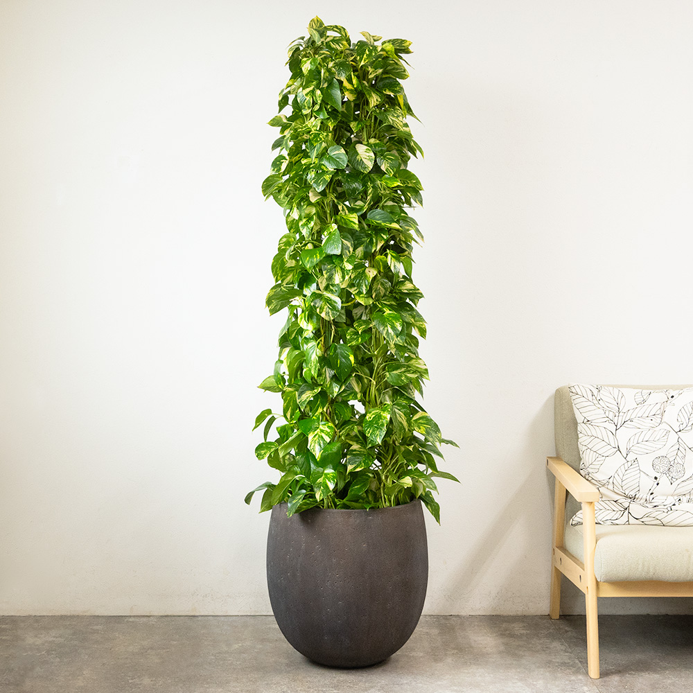 ポトス タワー仕立て