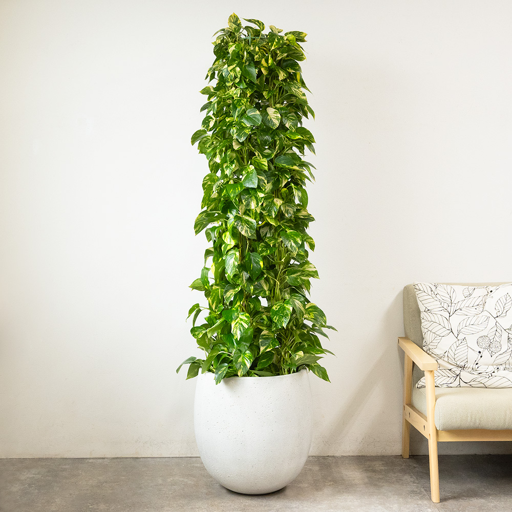 ポトス タワー仕立て