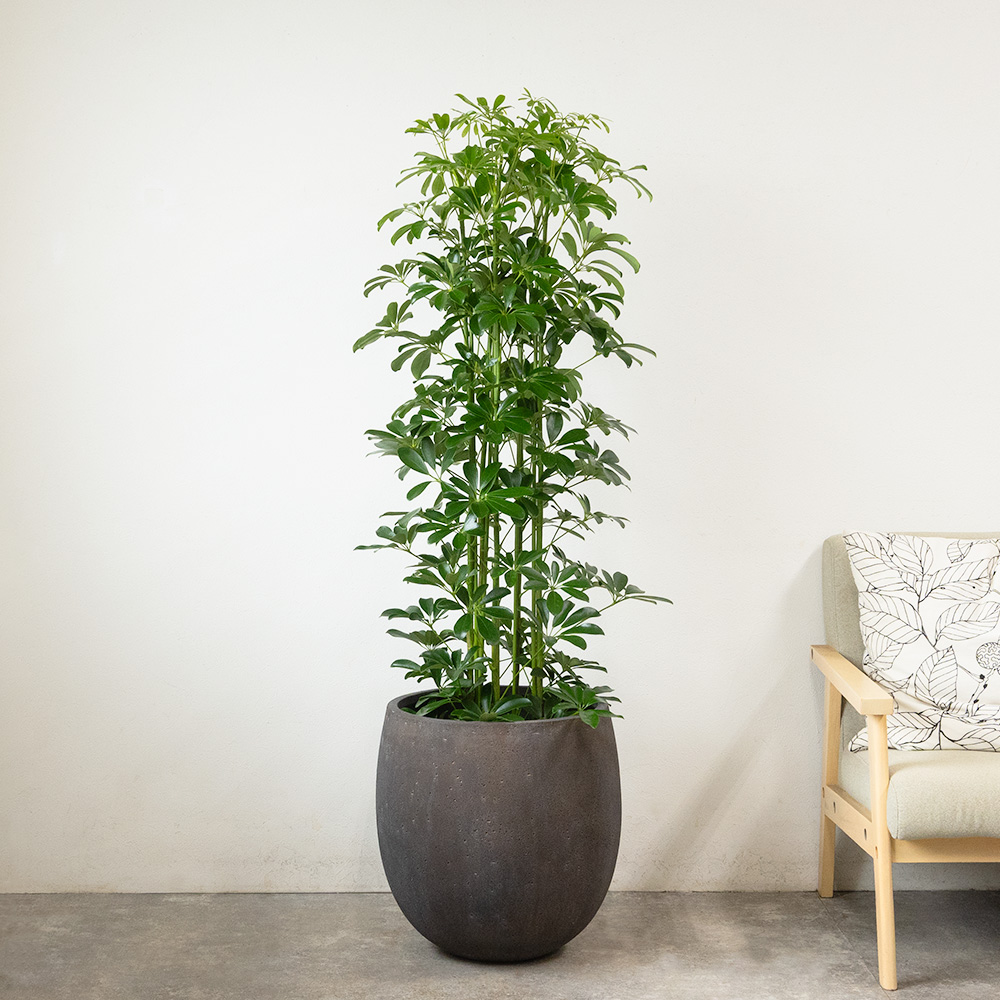 ホンコンカポック