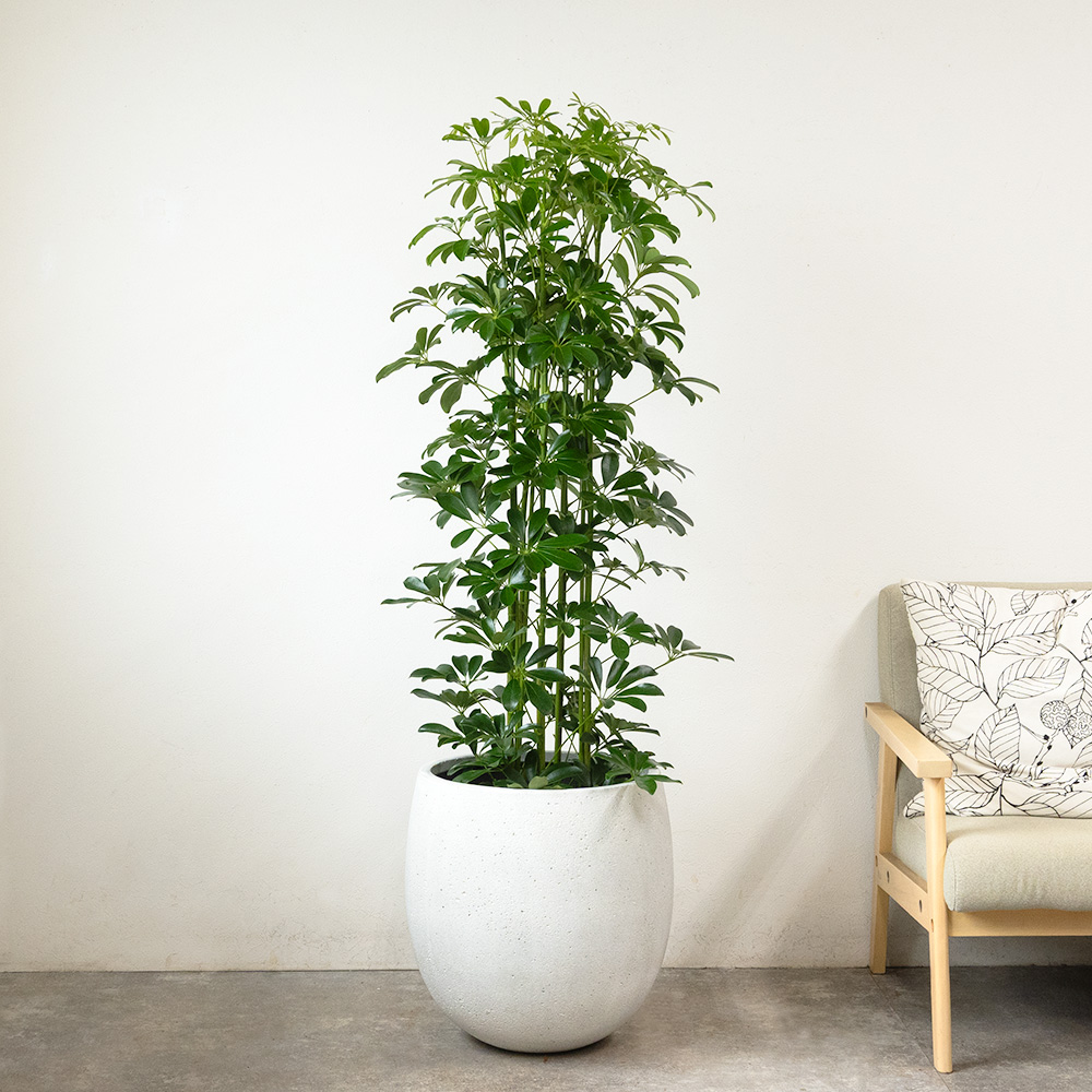 ホンコンカポック