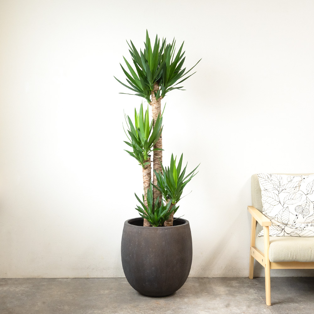 ユッカ・エレファンティペス