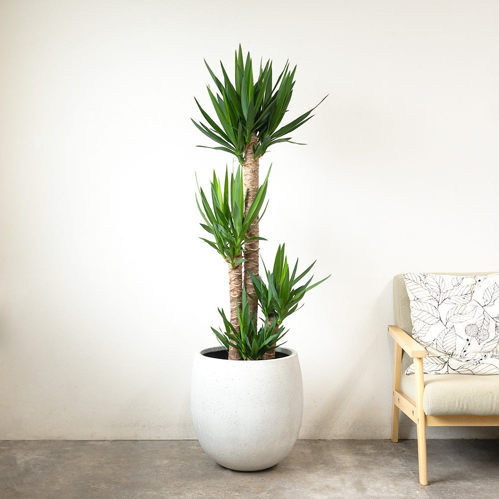 ユッカ・エレファンティペス