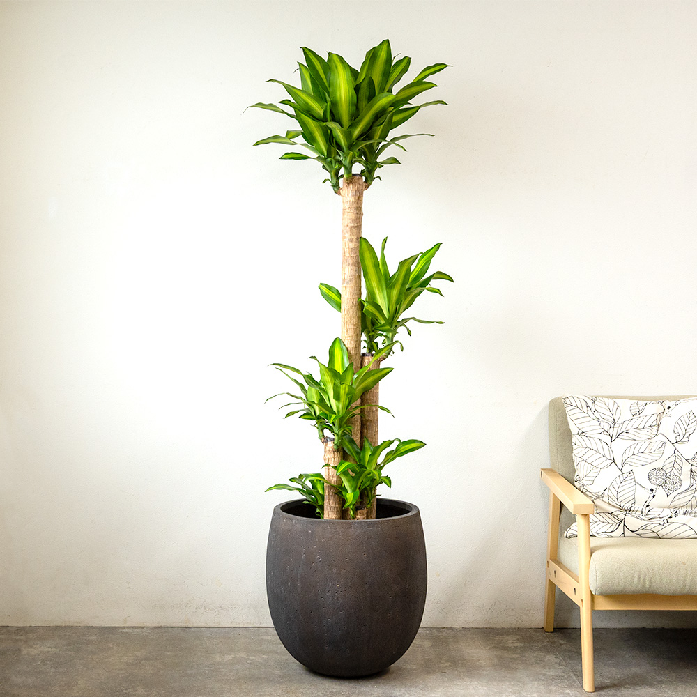 ドラセナ・マッサンゲアナ（幸福の木）