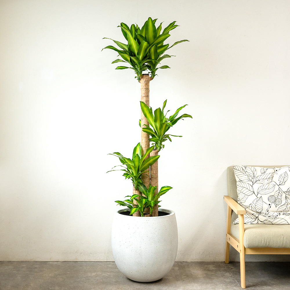 ドラセナ・マッサンゲアナ（幸福の木）