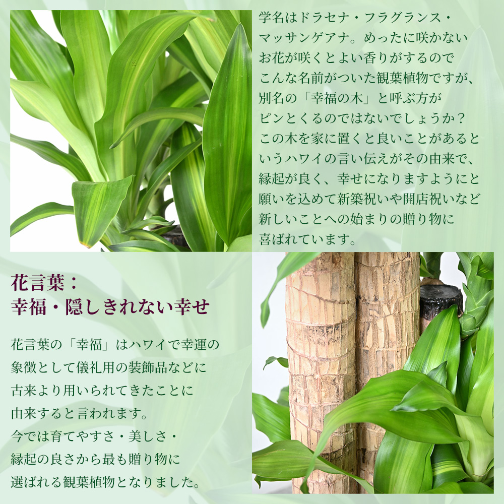 ドラセナ・マッサンゲアナ（幸福の木）