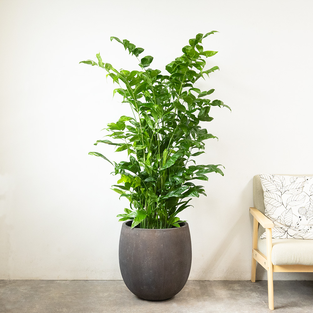 高性チャメドレア