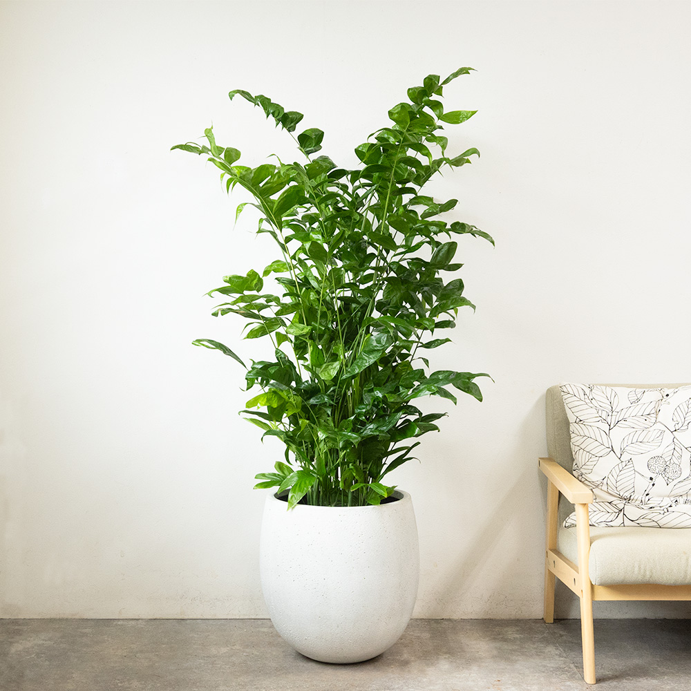 高性チャメドレア