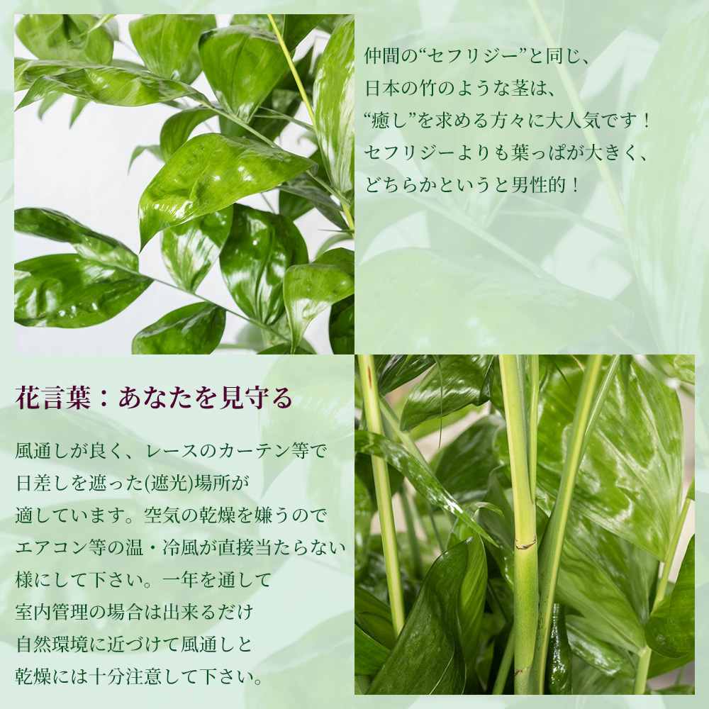 高性チャメドレア