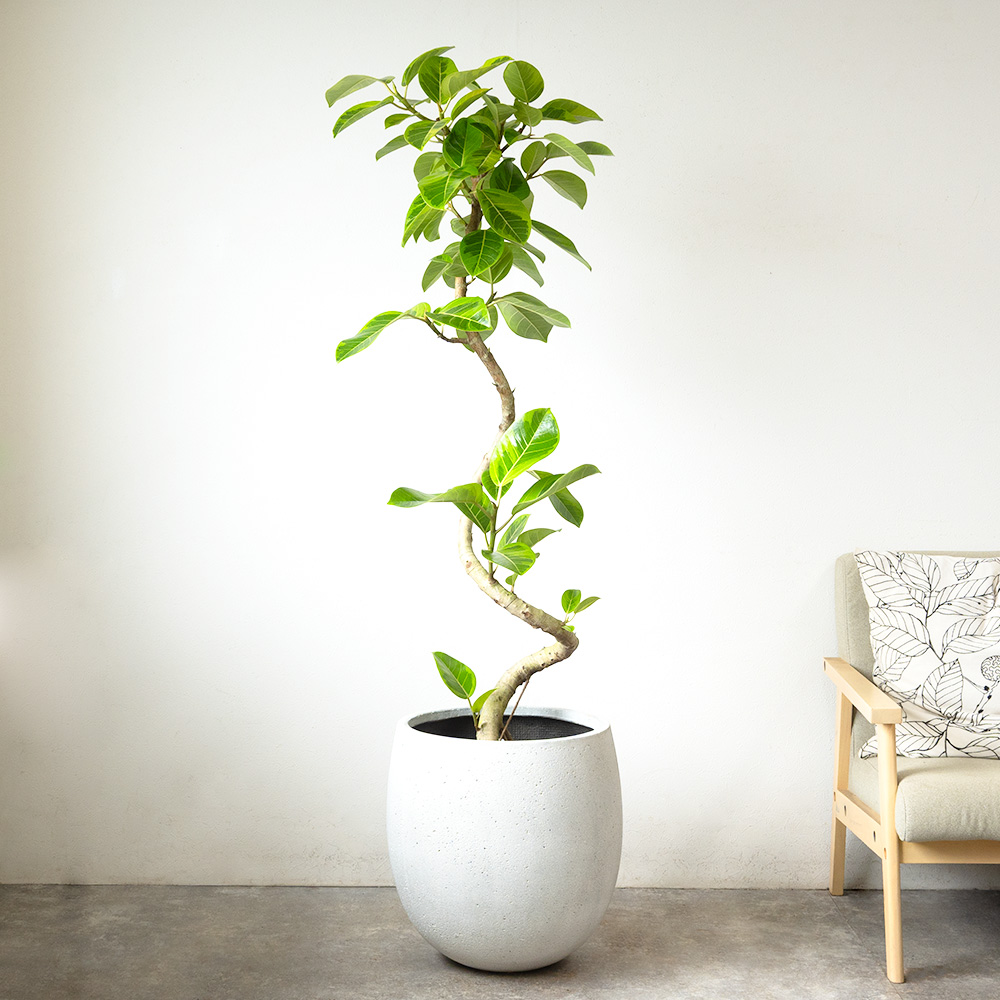 フィカス・アルテシーマ・バリエガタ