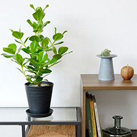 クルシア・ロゼア