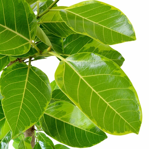 フィカス・アルテシーマ・バリエガタの葉の特徴