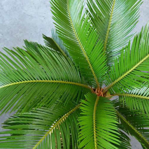 蘇鉄（ソテツ）