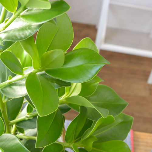 多肉質な葉の特徴