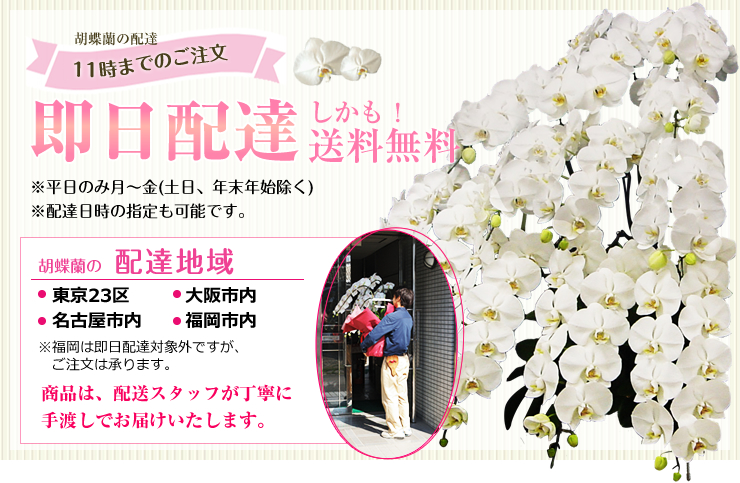 胡蝶蘭 即日配達