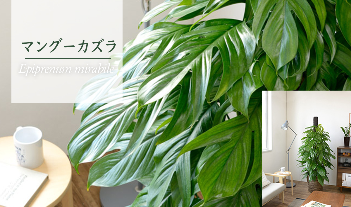 マングーカズラ