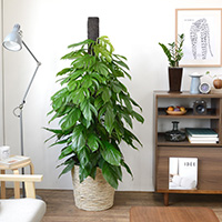 マングーカズラ