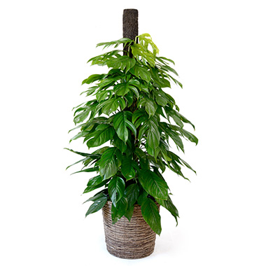 マングーカズラ