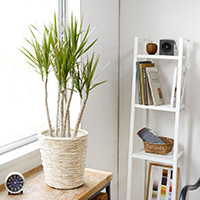  ドラセナ・マルギナータ（コンシンネ）