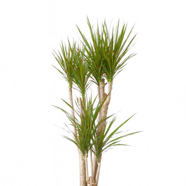  ドラセナ・マルギナータ（コンシンネ）