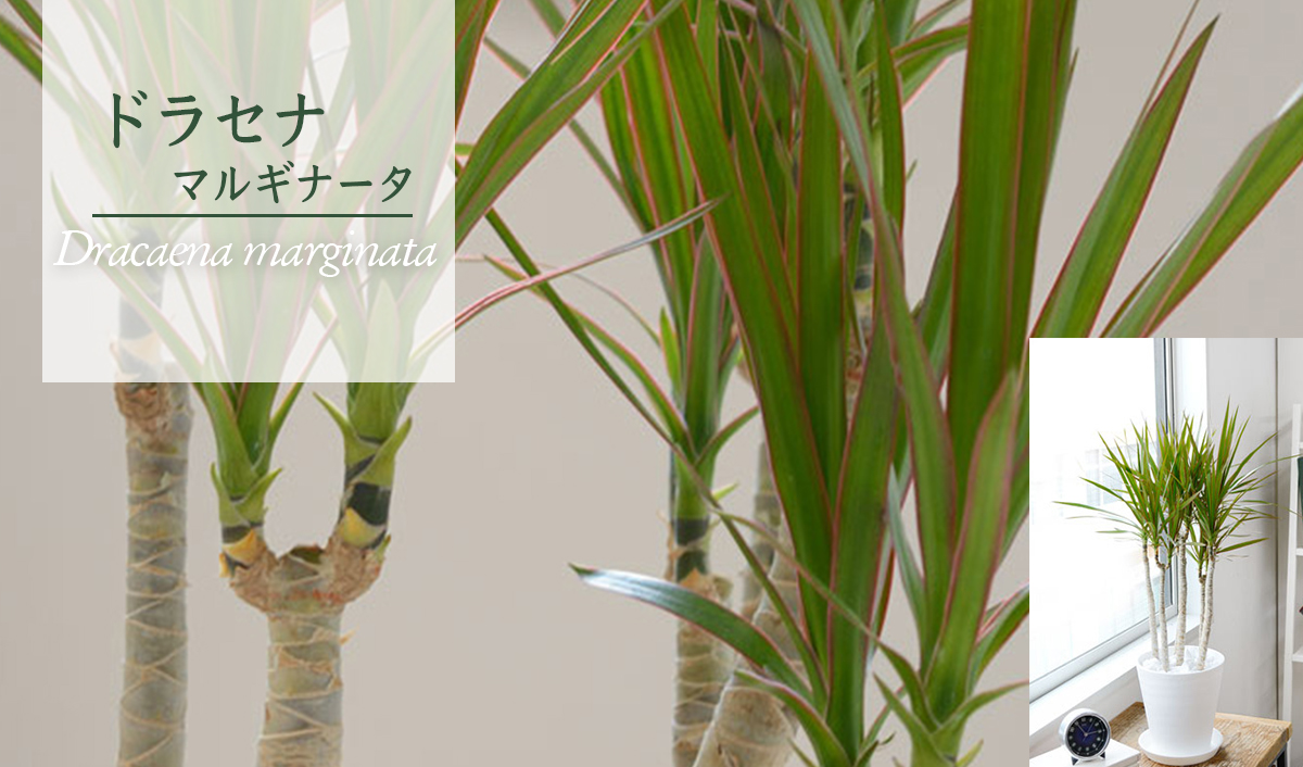 ドラセナ・マルギナータ（コンシンネ）