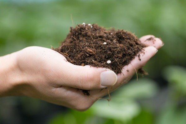 マルヨシグリーン