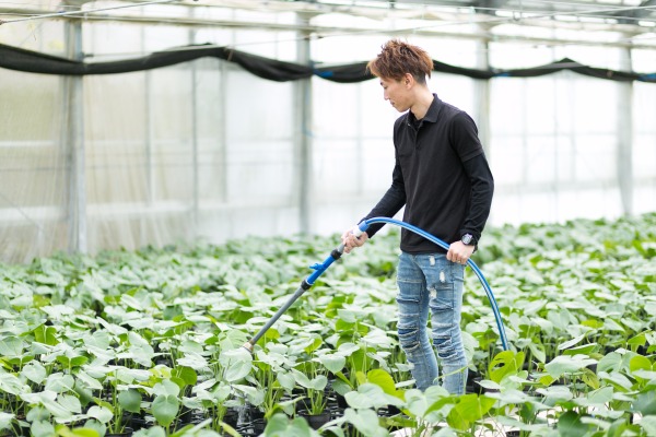 マルヨシグリーン