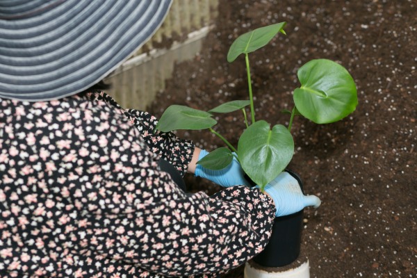 モンステラを植え替える様子