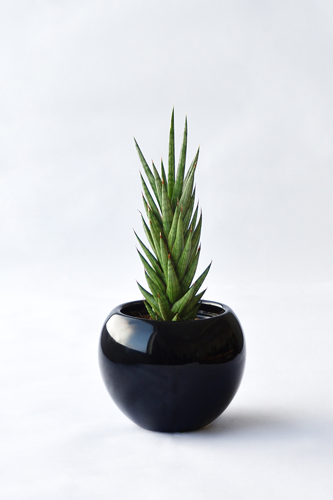 サンスベリア・フランシシー