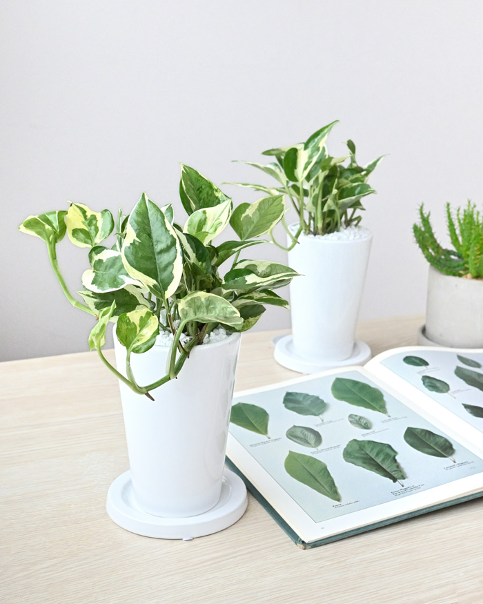 ポトス・エンジョイ