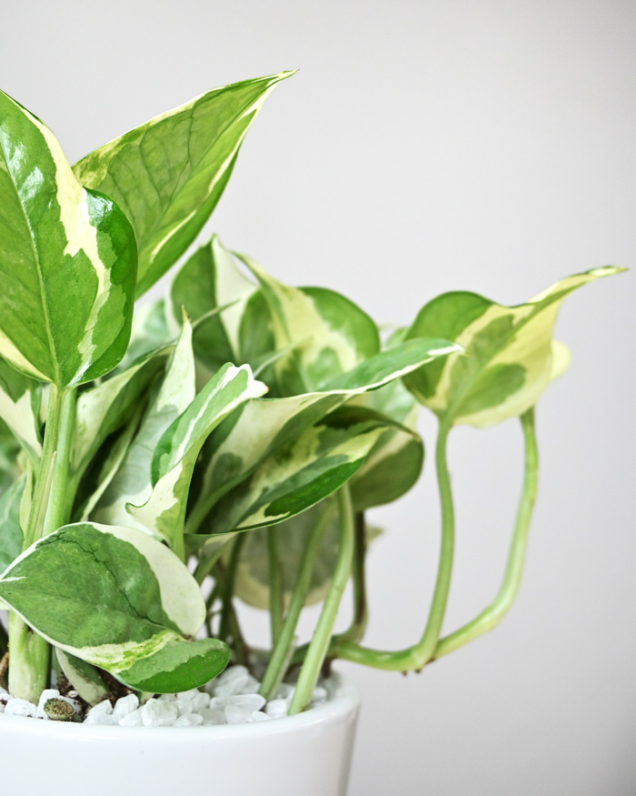 ポトス・エンジョイ