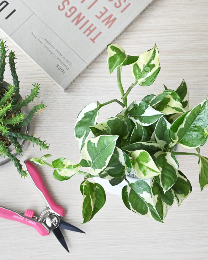 ポトス・エンジョイ