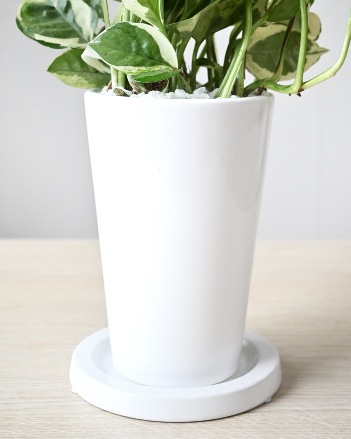 ポトス・エンジョイ