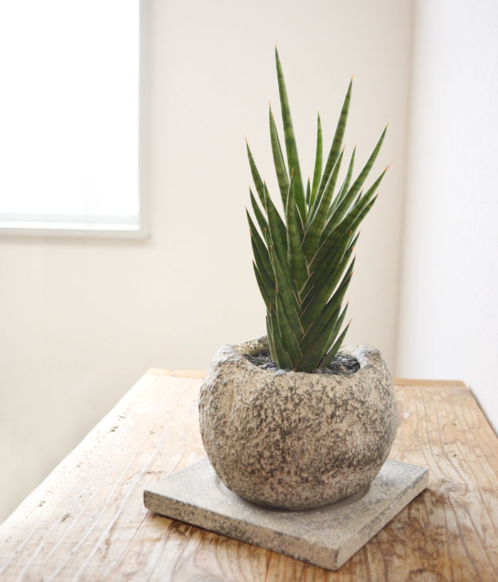 サンスベリア・フランシシー