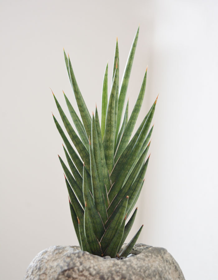 サンスベリア・フランシシー