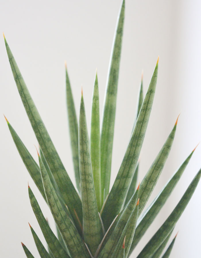 サンスベリア・フランシシー