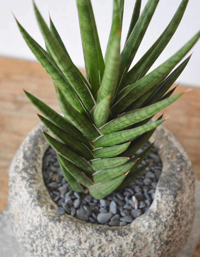 サンスベリア・フランシシー