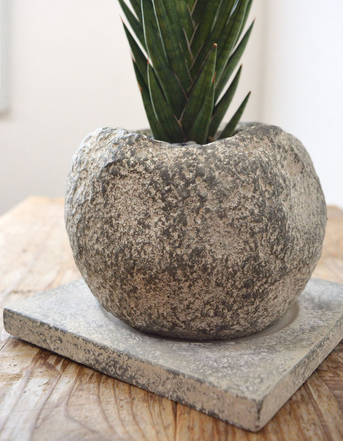 サンスベリア・フランシシー