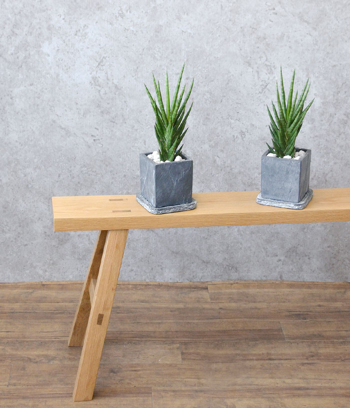 サンスベリア・フランシシー