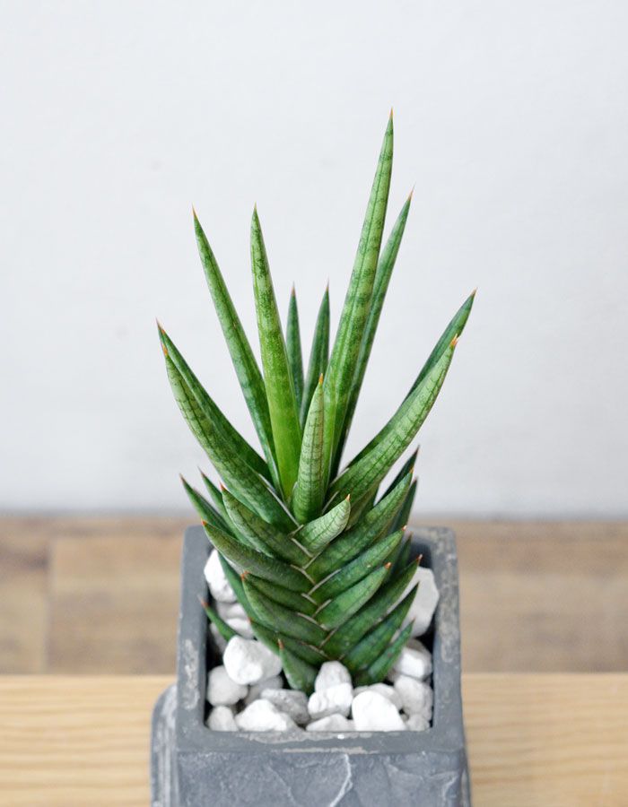 サンスベリア・フランシシー