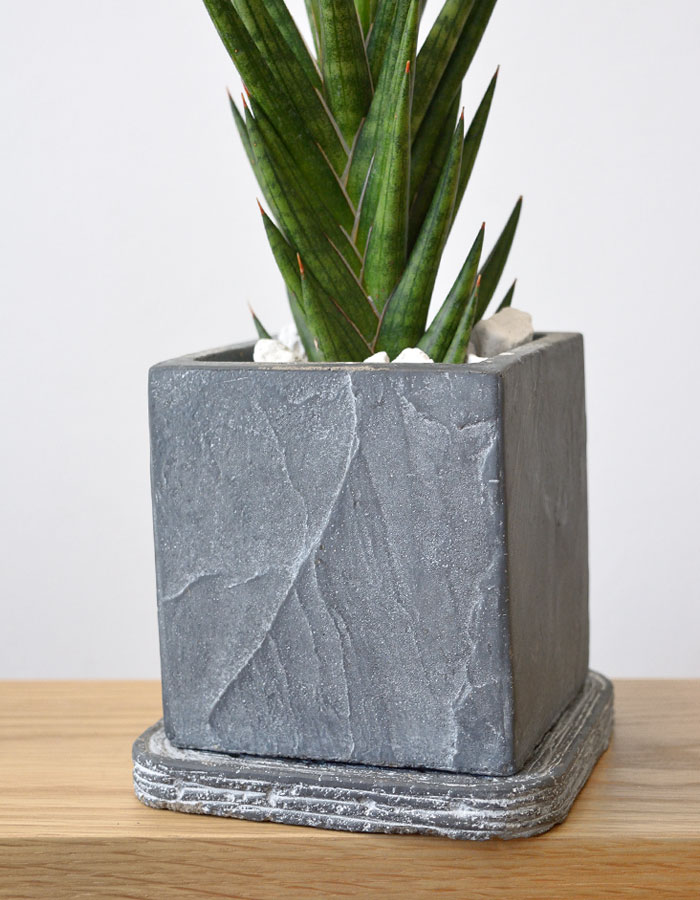 サンスベリア・フランシシー