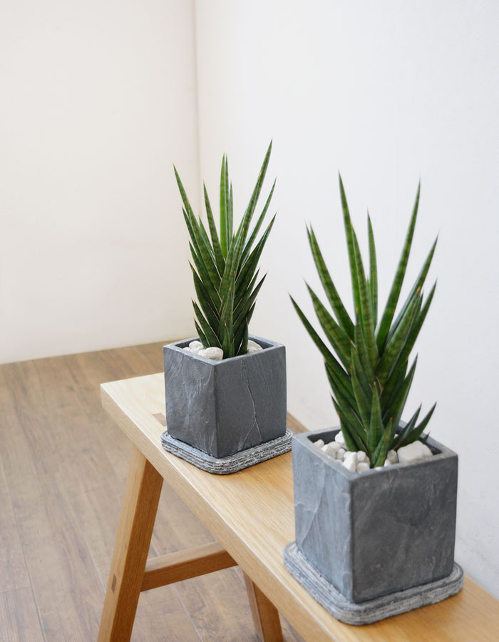 サンスベリア・フランシシー