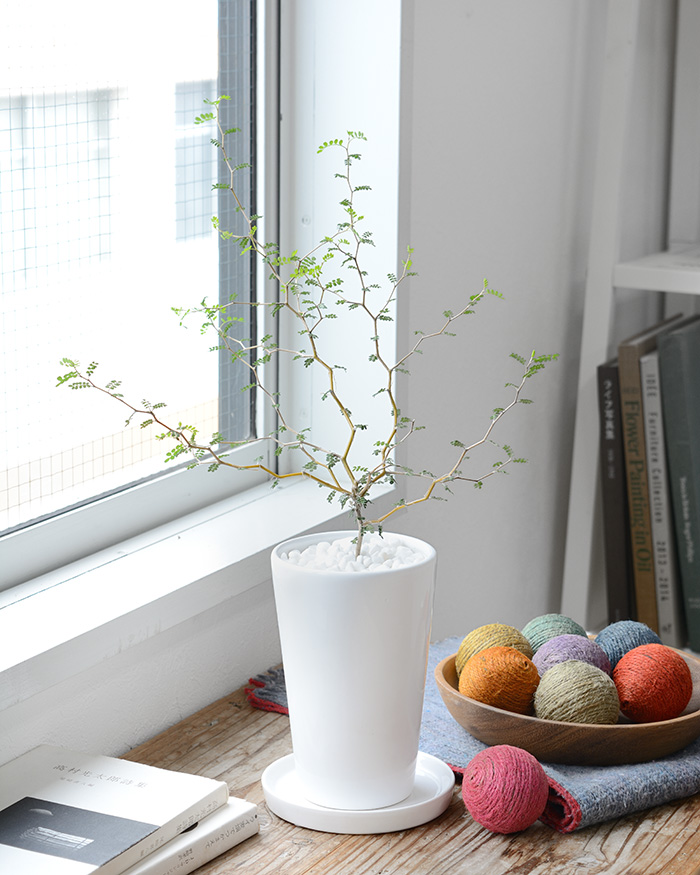 ソフォラ・ミクロフィラ