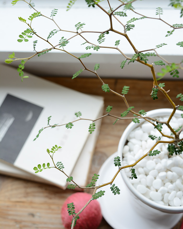 ソフォラ・ミクロフィラ